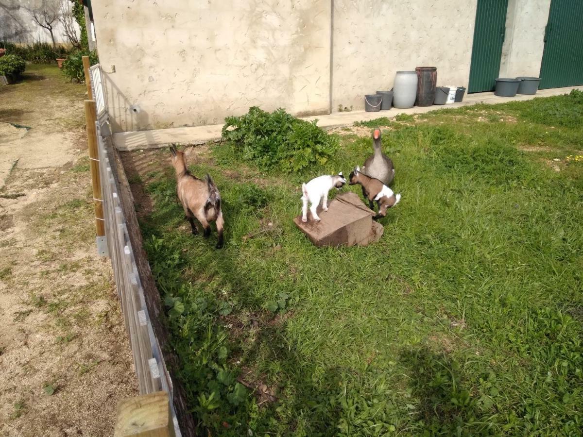 Вілла Quinta Da Mesa Macinhata do Vouga Екстер'єр фото